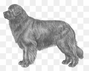 Newfoundland - Transparent Newfoundland Dog Clipart Emoji,Dogs Trust Emoji