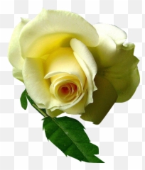 Imagenes Png Gratis - Rosas Png Fondo Transparente Emoji,Emojis De Amor Con Movimiento