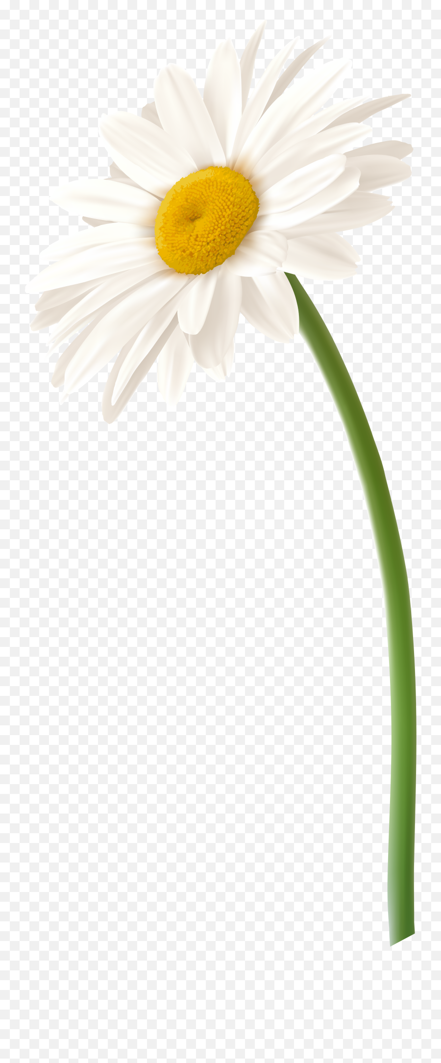 Chamomile Camomile Png Images Daisy - White Gerbera Flower Emoji,Chamoile Emotions