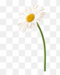 Chamomile Camomile Png Images Daisy - White Gerbera Flower Emoji,Chamoile Emotions
