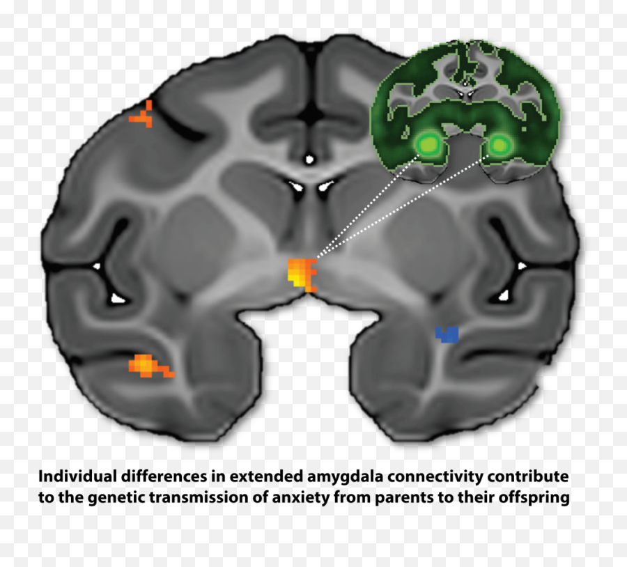 News Shackmanlab - For Adult Emoji,Ink Emotions Perryville, Md