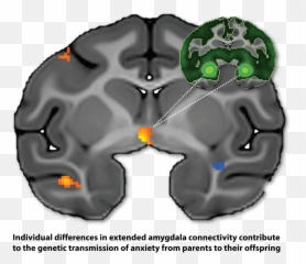 News Shackmanlab - For Adult Emoji,Ink Emotions Perryville, Md
