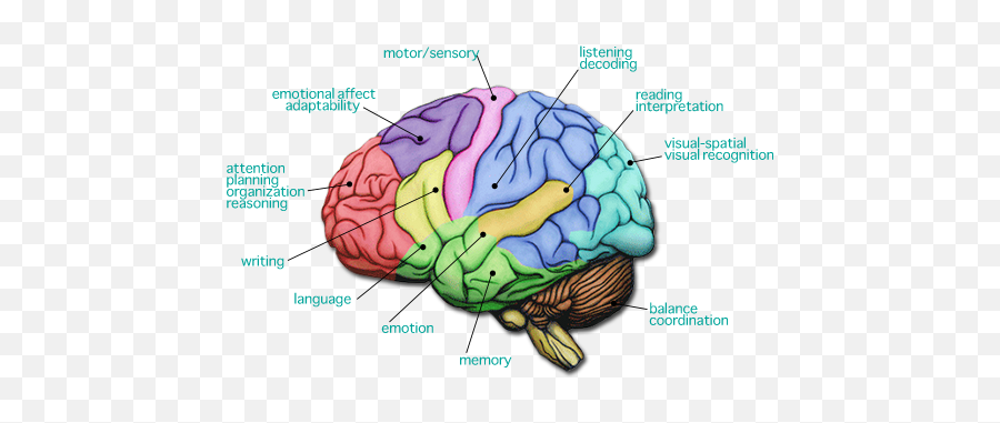 Dr - 7 Cervelli Emoji,Anatomy Of An Emotion