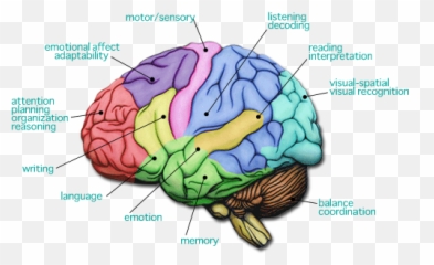 Dr - 7 Cervelli Emoji,Anatomy Of An Emotion