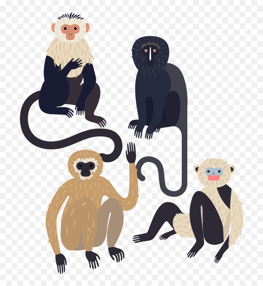 Funny Monkey Expressions Animals Giff 8341 Giffs Funny - Laura Edelbacher Monkeys Emoji,Ape Emojis