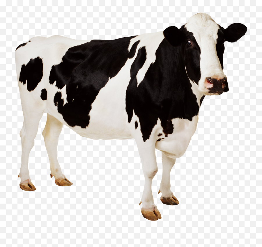 Free Png Images - Dlpngcom High Resolution Cow Png Hd Emoji,Who Is The Baby From The Babyrage Emoticon