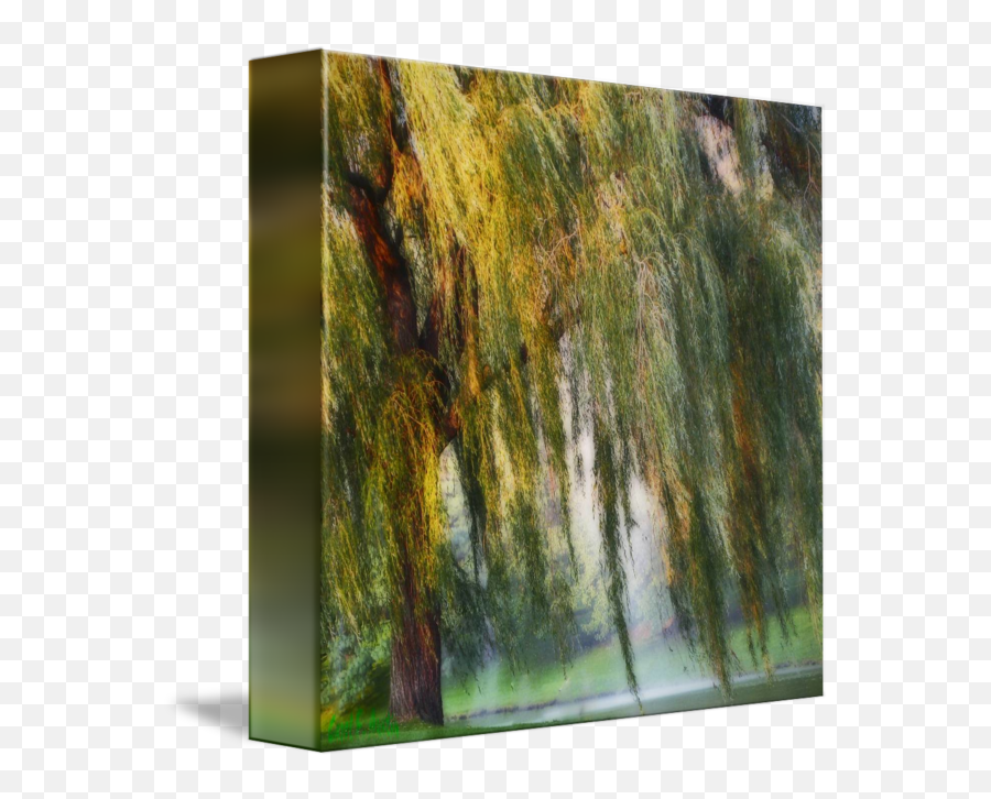 Weeping Willow Tree Landscape Meditation Wall Art By Carol F Austin - Weeping Willow Tree Painterly Monet Impressionist Dreams Emoji,Quote About Baroque Emotions