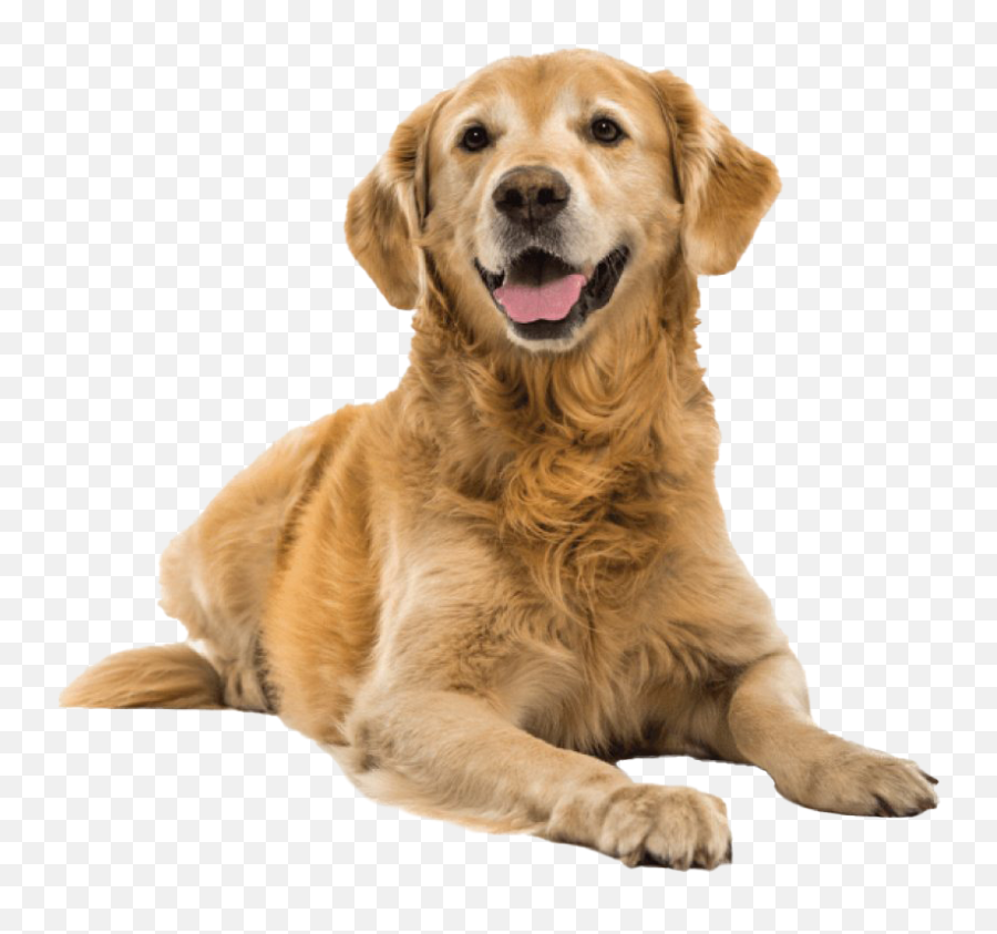 Golden Retriever Png Transparent Images Png All - Transparent Background Dog Png Free Emoji,Send Your Friends Cute Cream Labrador Retriver Emojis