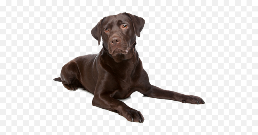 Sankranti Shebhechha Png User Saksham 0 5 Download - Chocolate Labrador Retriever Png Emoji,Labrador Emoticon