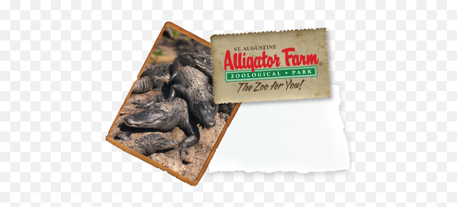 Group Visits Field Trips U2013 St Augustine Alligator Farm Emoji,Facebook Emoticons, Alligator