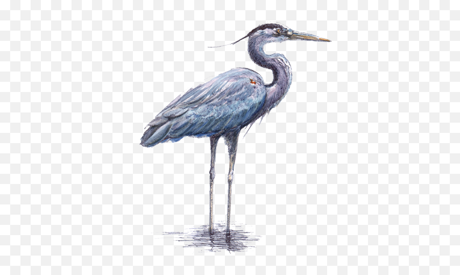 Birds Kids In Parks Emoji,Heron Emoji