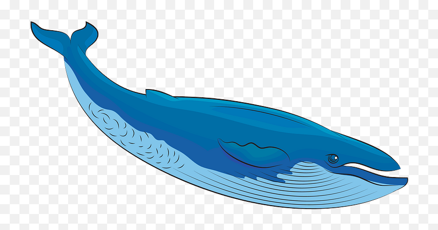 Blue Whale Clipart Free Download Transparent Png Creazilla - Gray Whale Emoji,Spouting Whale Emoji