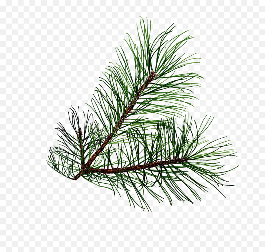 Needle Clipart Pine Tree Needle Pine Tree Transparent Free - Transparent Pine Branch Vector Emoji,Needle Arm Emoji