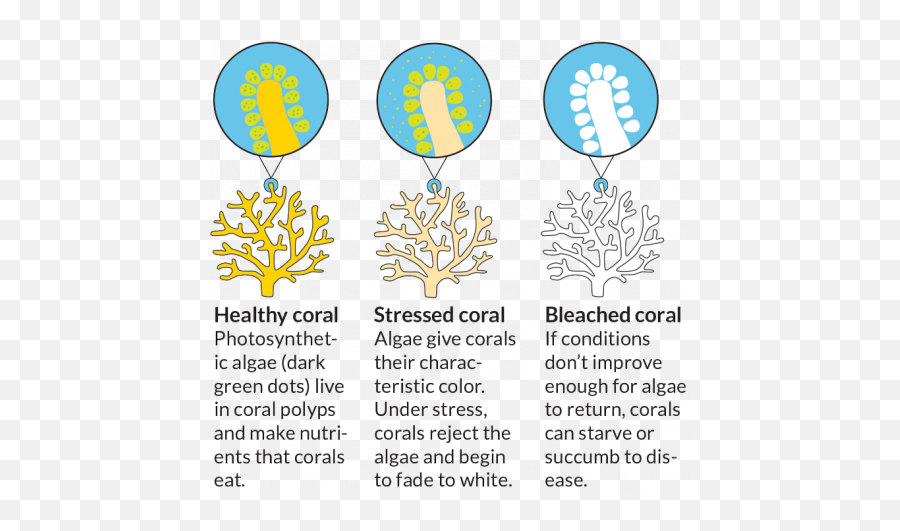 Creative Ways To Help Coral Reefs Recover Science News For - Diagram Of Coral Bleach Emoji,No More Poison Killing My Emotion