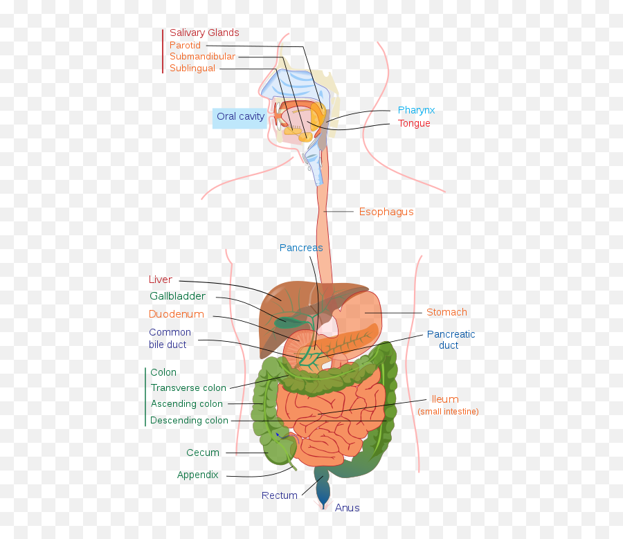 Blog - Gut Question Emoji,Guts Emoji