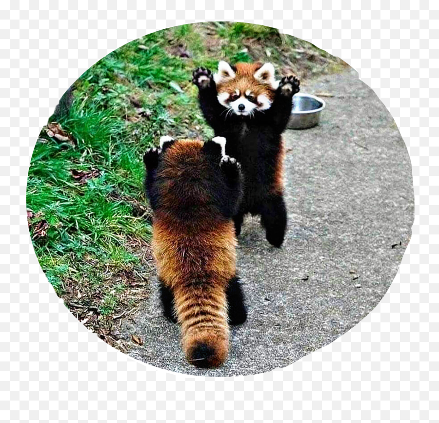 The Most Edited Redpanda Picsart - Threatened Baby Red Panda Emoji,Red Panda Emoticon