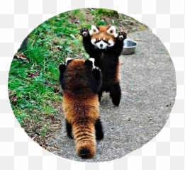 The Most Edited Redpanda Picsart - Threatened Baby Red Panda Emoji,Red Panda Emoticon