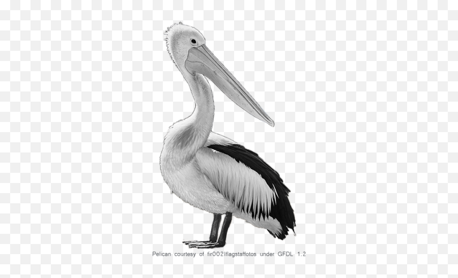 Pelicans Walking Png - 2565 Transparentpng Pelican Emoji,Pelican Emoji