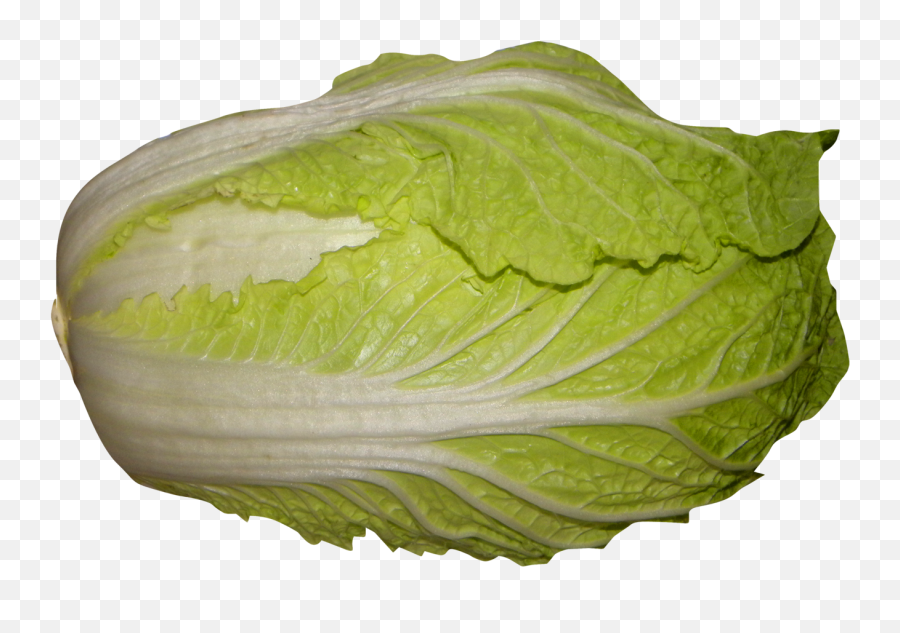Cabbage Napa Cabbage Chinese Cabbage - Romaine Lettuce Chinese Lettuce Emoji,Dancing Emoticon Doing Cabbage Patch