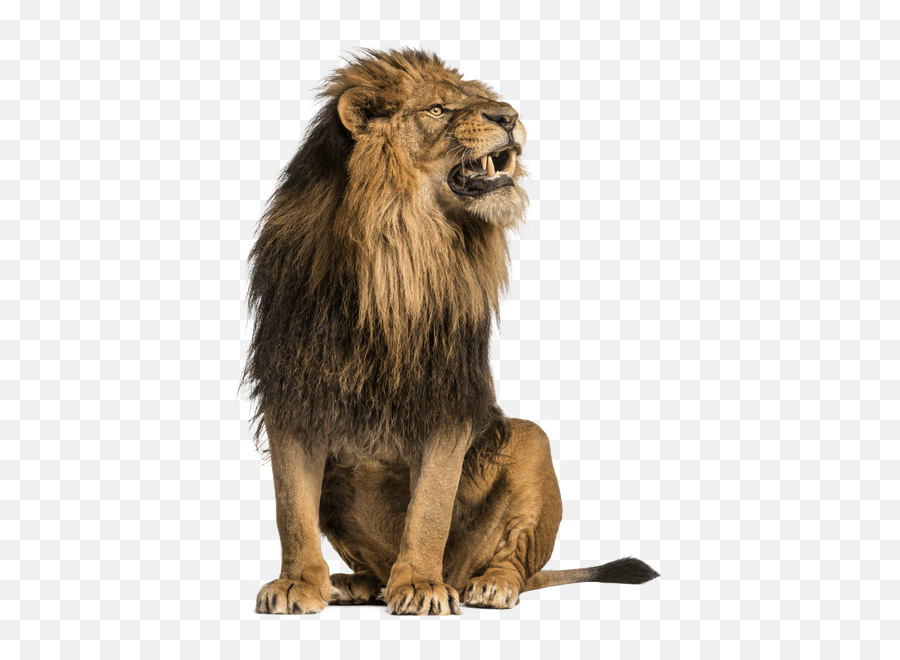 Your Business Matchmaking Expos - Nationwide And Beyond Lion Looking Down Emoji,Roar Like A Lion Emotions Book