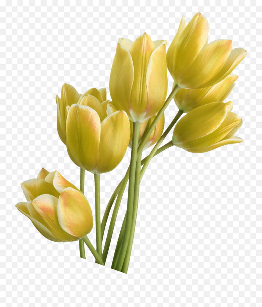 Tulip Yellow Flower - Tulip Png Download 14171417 Free Yellow Tulip Transparent Png Emoji,Yellow Flower Emoji Png