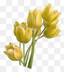 Tulip Yellow Flower - Tulip Png Download 14171417 Free Yellow Tulip Transparent Png Emoji,Yellow Flower Emoji Png