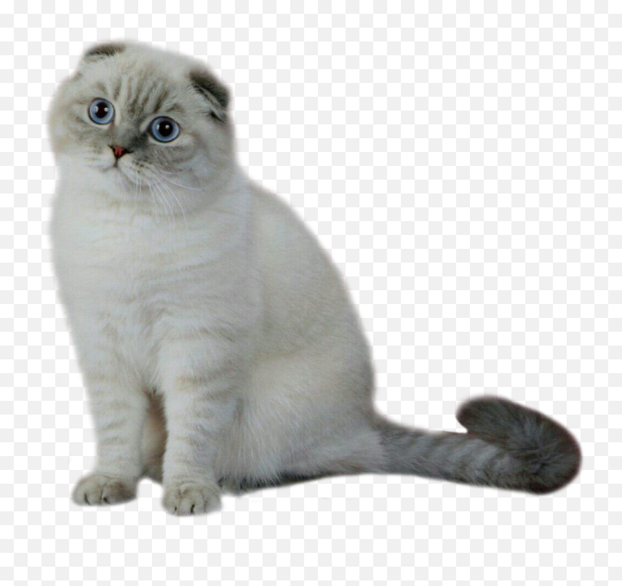 Cats Like Dogs Also Recall Events - Scottish Fold Emoji,Dogs And Cats Emotions
