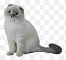 Cats Like Dogs Also Recall Events - Scottish Fold Emoji,Dogs And Cats Emotions