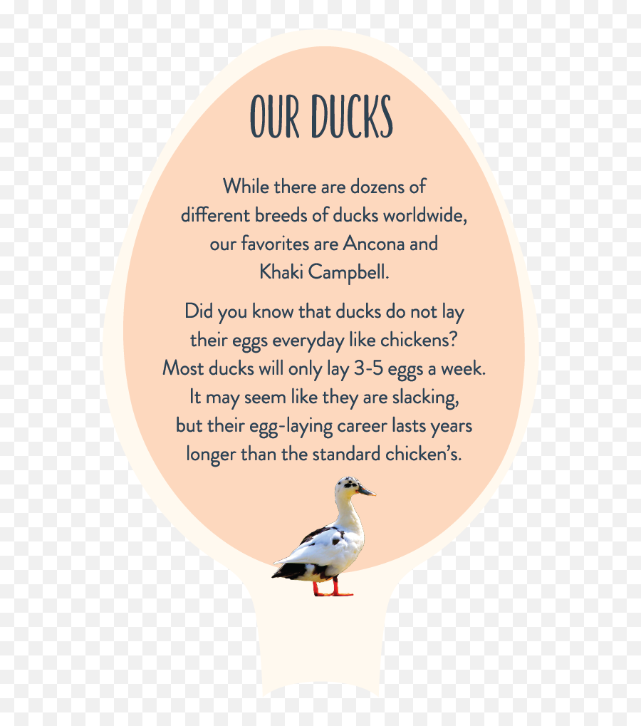 About Spotted Duck Creamery Emoji,Week 3: Think Like A Duck Deals With Team Work, *** And Then Looking At The Emotions.