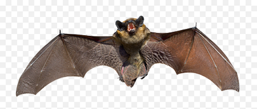 Flying Bat Transparent Png Images - Yourpngcom Emoji,Fly Emoji Transparent Background