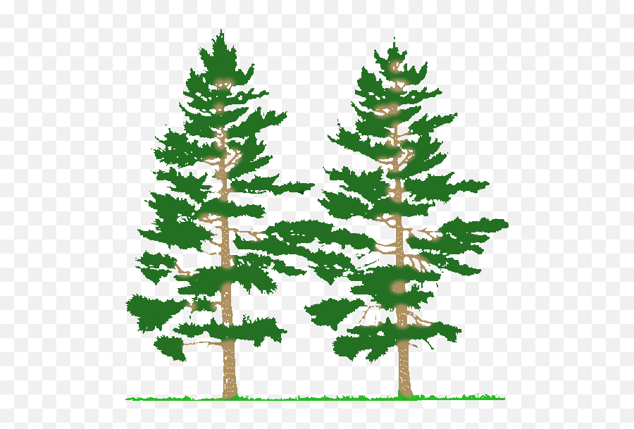 Pine Tree Clip Art Black And White - Types Of Forest Fire Emoji,Pine Tree Emoji