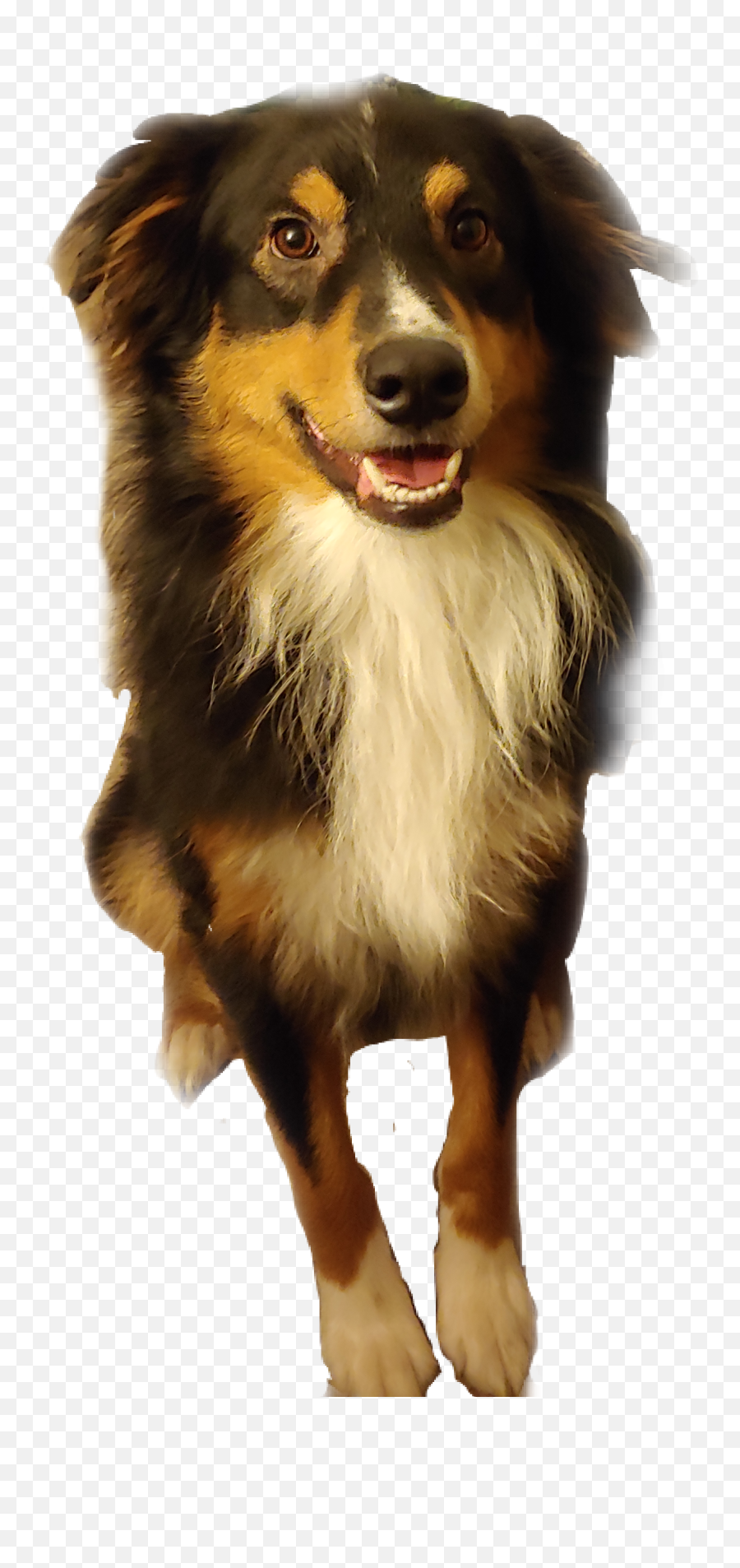 The Most Edited - Northern Breed Group Emoji,Australian Shepherd Emoji