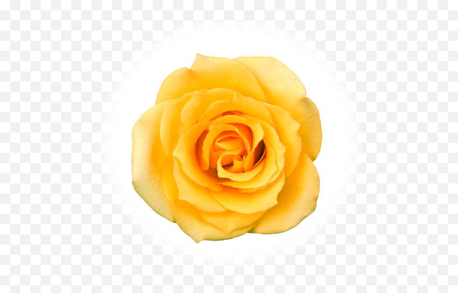 Semnificatia Culorilor - Cel Mai Frumos Trandafir Galben Emoji,Inimioara Emoticon