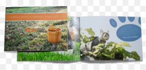 How To Teach Your Kids To Care For Their Cat U2013 Pettsie - Domestic Cat Emoji,Cat Tail Emotions