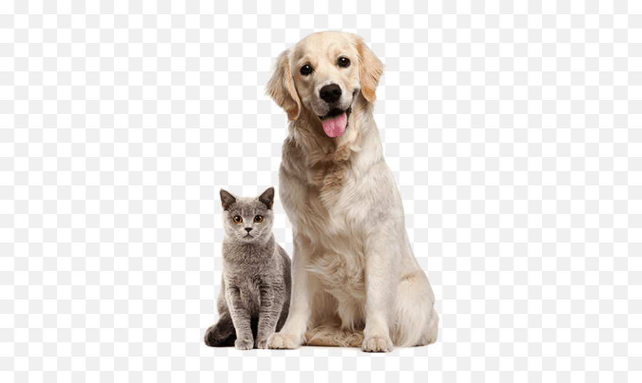 Animal Adoption - Pets About Free Img Png Emoji,Cat Pulling Out Claws Emoticon >:3