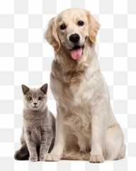 Animal Adoption - Pets About Free Img Png Emoji,Cat Pulling Out Claws Emoticon >:3