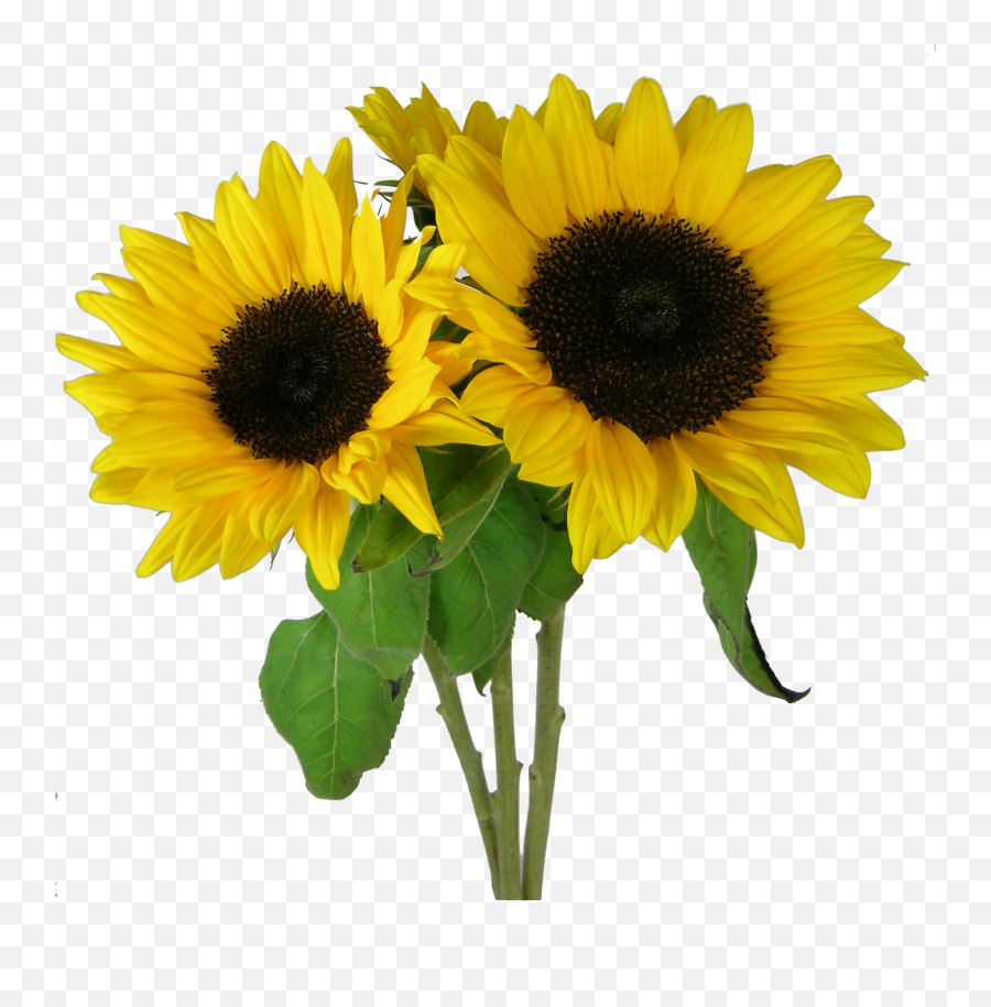 Desktop Aesthetic Wallpapers Sunflower - Sunflower Clipart Emoji,Sunflower Emoji Iphone