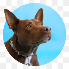 Home - Martingale Emoji,Bbc Dogs Emotions