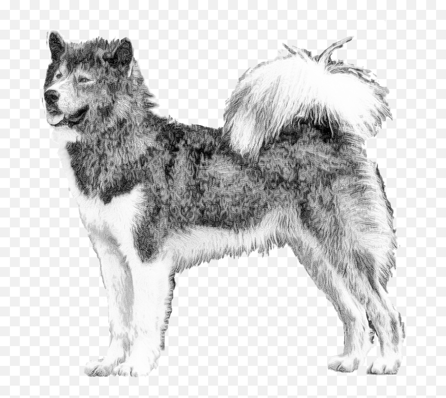 Canadian Eskimo Dog - Pedigreed Breeds Dogwellnetcom Northern Breed Group Emoji,Dog Emoji Copy And Paste