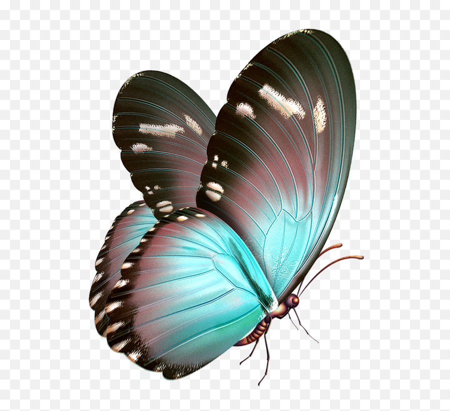 78 Butterfly Printable Ideas In 2021 - Butterfly Gif Transparent Emoji,Walmart Tela De Emoji