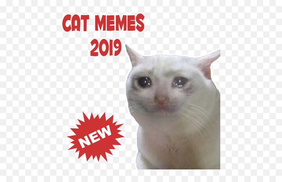 New Cat Memes Stickers Wastickerapps Apk 12 - Download Photo Caption Emoji,Cat Meme 100 Emoji
