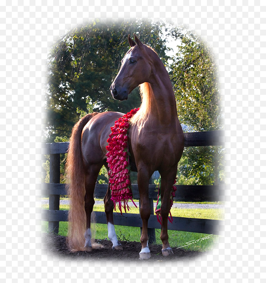 34 This Is The American Saddlebred - Stallion Emoji,Horse Emotions Chart