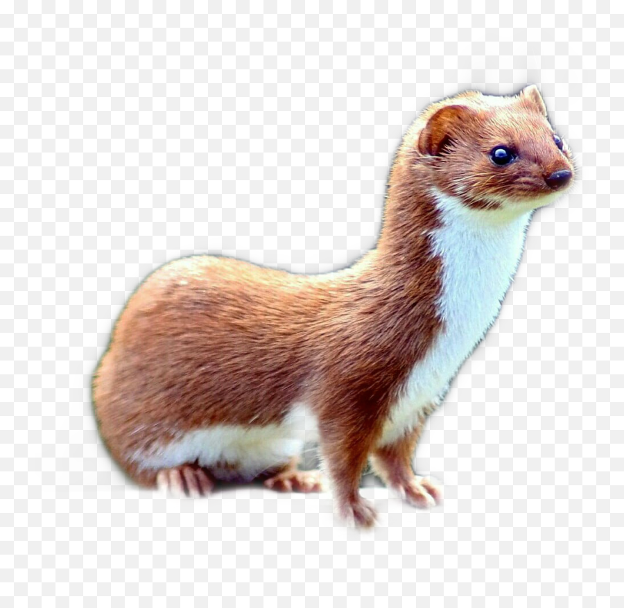 Weasel Sticker - Mustela Nivalis Png Emoji,Weasel Emoji