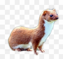 Weasel Sticker - Mustela Nivalis Png Emoji,Weasel Emoji