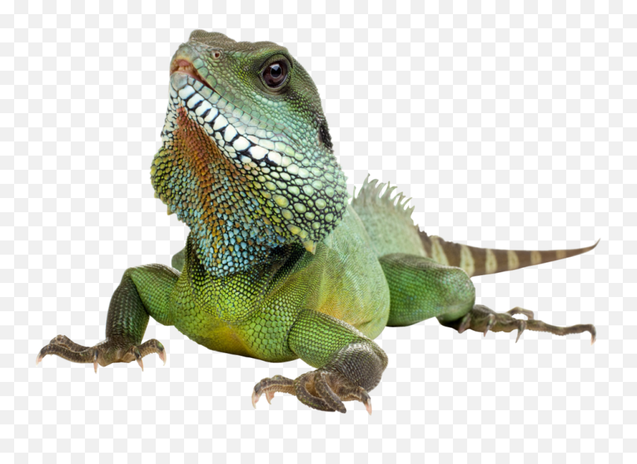Iguana Lizard Lizards Reptile Sticker - Iguana Transparent Background Emoji,Iguana Emoji