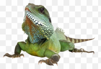 Iguana Lizard Lizards Reptile Sticker - Iguana Transparent Background Emoji,Iguana Emoji