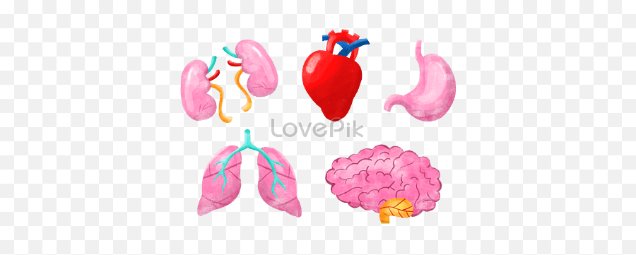 Five Internal Organs Png Image U0026 Psd File Free Download Emoji,Organ Emotions Visceral