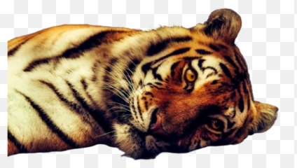 Uyuni Png Images Download Uyuni Png Transparent Image With Emoji,Bengal Tiger Emoji