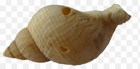 90 Free Seashell U0026 Shell Vectors Emoji,Sea Shell Emoji