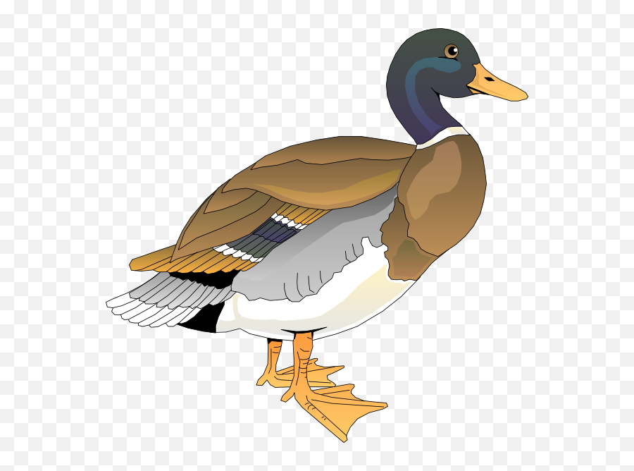 Michael Bedard Art Print Duck Tape From Sitting Ducks Makes - Realistic Duck Clip Art Emoji,Duck Emoji